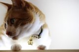 オスカル　カラー　（Ｓ、Ｍサイズ）猫用首輪　Ｃａｔ　Ａｍｏ．ｋ