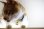 画像1: オスカル　カラー　（Ｓ、Ｍサイズ）猫用首輪　Ｃａｔ　Ａｍｏ．ｋ (1)