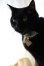 画像1: 猫に小判カラー　（Ｓ、Ｍサイズ）猫用首輪　Ｃａｔ　Ａｍｏ．ｋ (1)