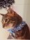 画像1: リボンシュシュ　カラー　（Ｓ、Ｍサイズ）猫用首輪　Ｃａｔ　Ａｍｏ．ｋ (1)