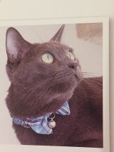 画像: スプリングチェック　カラー　（Ｓ、Ｍサイズ）猫用首輪　Ｃａｔ　Ａｍｏ．ｋ