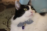 画像: マリンボーダー　カラー　（Ｓ、Ｍサイズ）猫用首輪　Ｃａｔ　Ａｍｏ．ｋ