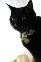 画像: 猫に小判カラー　（Ｓ、Ｍサイズ）猫用首輪　Ｃａｔ　Ａｍｏ．ｋ