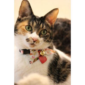 画像: 毬りぼん　カラー　（Ｓ、Ｍサイズ）猫用首輪　Ｃａｔ　Ａｍｏ．ｋ