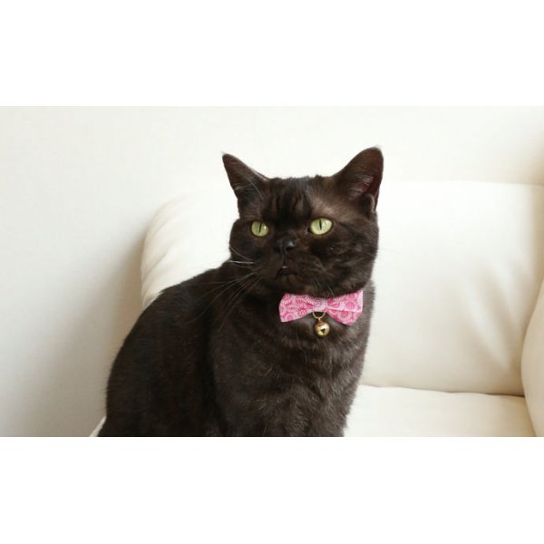 画像2: 菊リボンカラー　（Ｓ、Ｍサイズ）猫用首輪　Ｃａｔ　Ａｍｏ．ｋ (2)