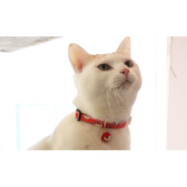 画像2: 紙風船カラー　（Ｓ、Ｍサイズ）猫用首輪　Ｃａｔ　Ａｍｏ．ｋ (2)