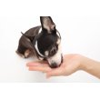 画像2: MediBall 投薬補助おやつ　犬用 ささみ味【1袋15個入り(約20ｇ)】 (2)