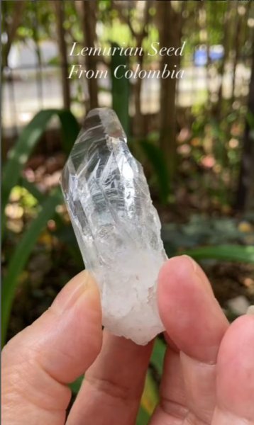 画像3: レムリアンシード　コロンビア産（Lemurian Seed From Colombia） (3)