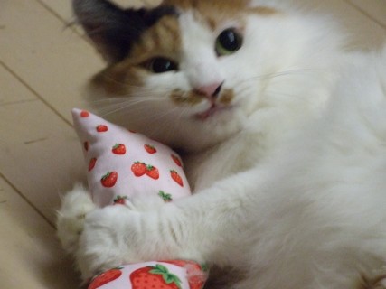 画像: ルンボのハンドメイドの猫おもちゃ！販売開始です＾＾