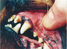 画像: リーバスリー 29.6ml [ (株)ミネルヴァ]口内環境を整える超人気液体歯磨き、歯石除去